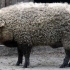 Mangalitsa: węgierskie świnie, opis i cechy rasy